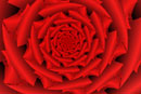 Andi's Red Rose Fractal